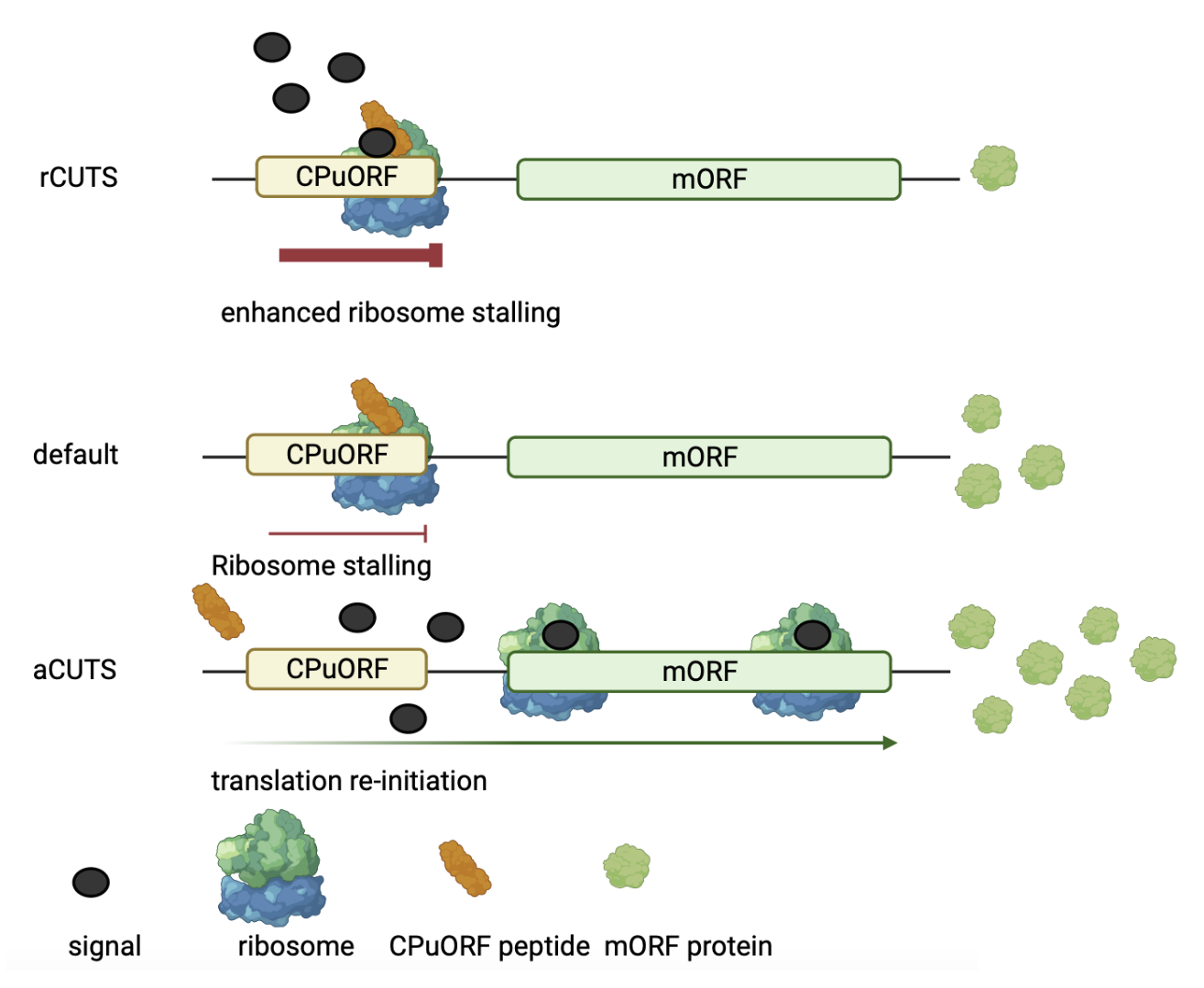 Schematic Representation of CPuORF