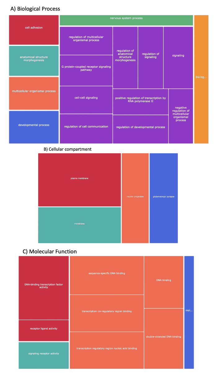 Homo sapiens CPuORF gene ontology analysis expressed as a treemap by Revigo